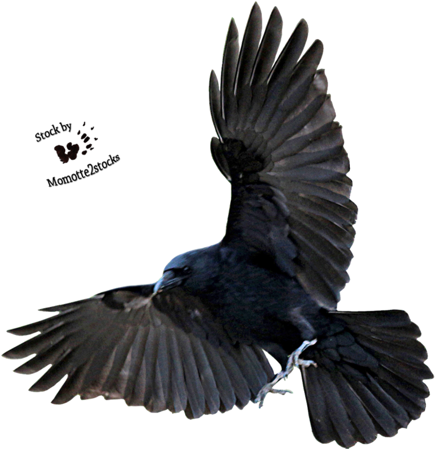 Flying Raven Png Clip Free Stock - Flying Raven Png (876x913), Png Download