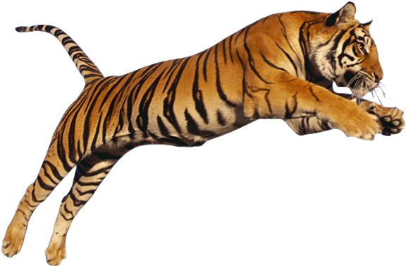 Tiger Png Images - Tiger Png Hd (592x394), Png Download