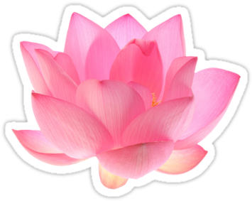 Pink Lotus By Bodyghost $2 - Lotus Images With White Background (375x360), Png Download