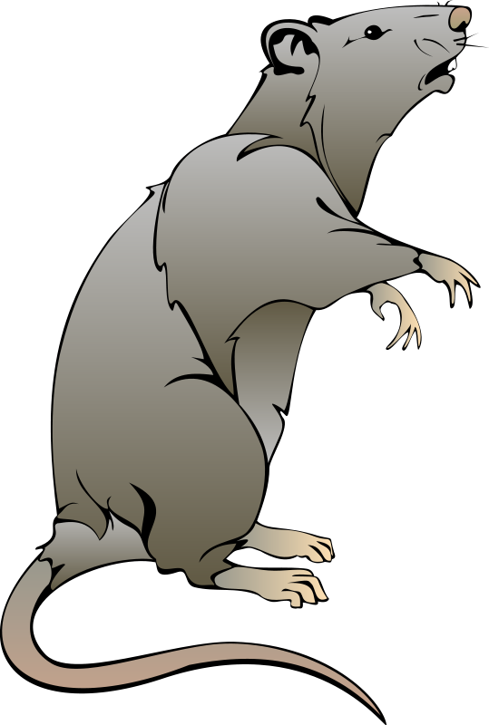 Rat Clipart (539x800), Png Download