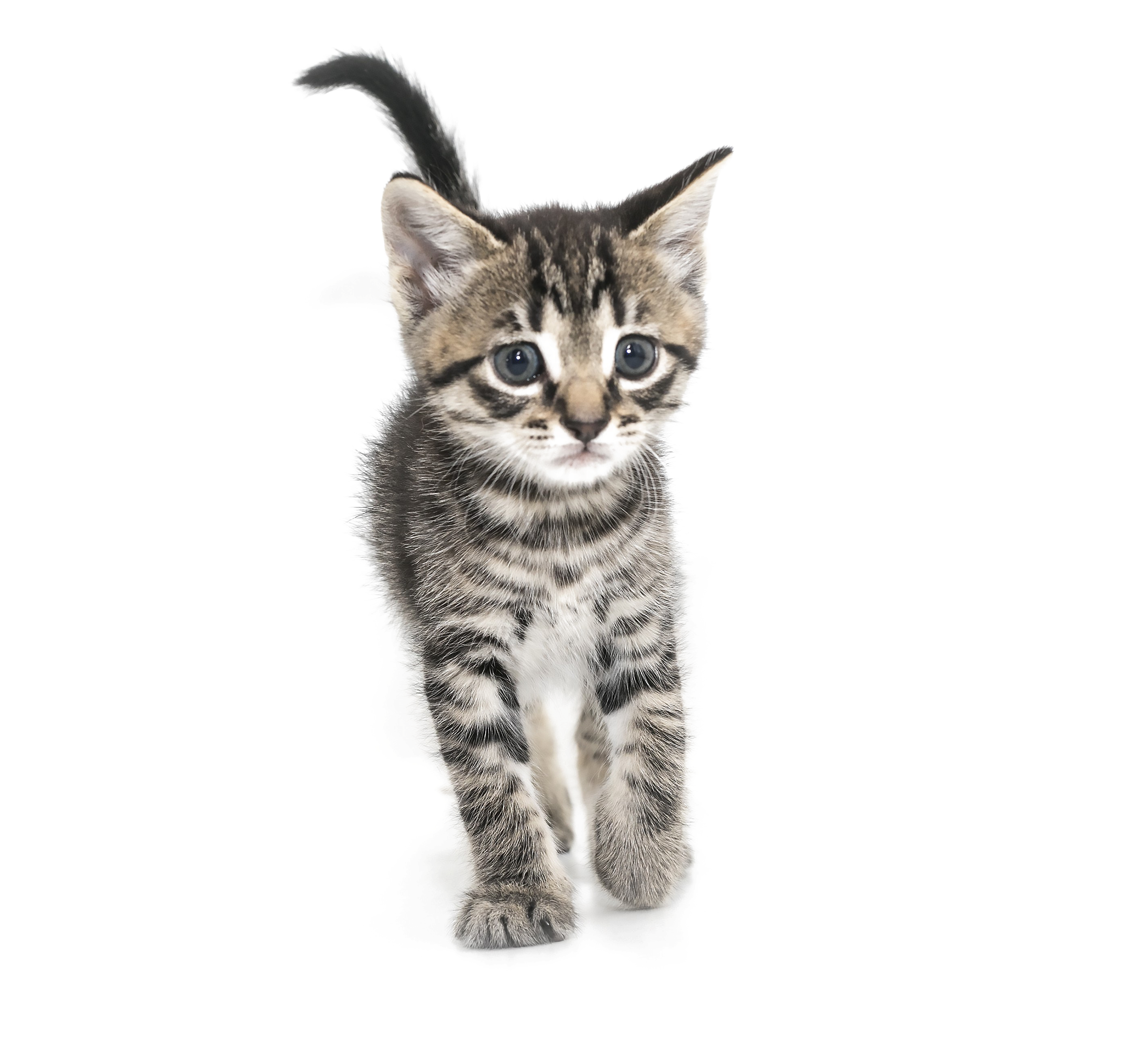 Kitten Png High-quality Image - Wallpaper (4444x2963), Png Download
