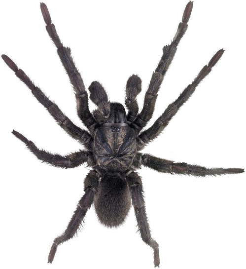 Spider Png (526x581), Png Download
