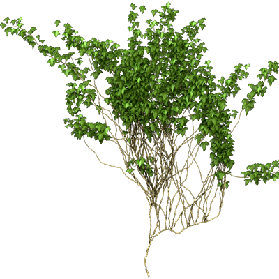 Free Icons Png - Ivy Png (400x400), Png Download