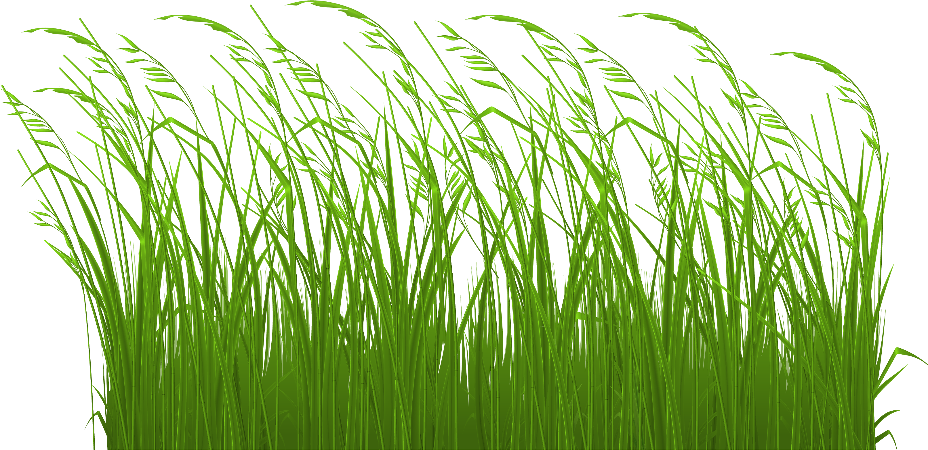 Tall Grass Clipart (3508x1757), Png Download