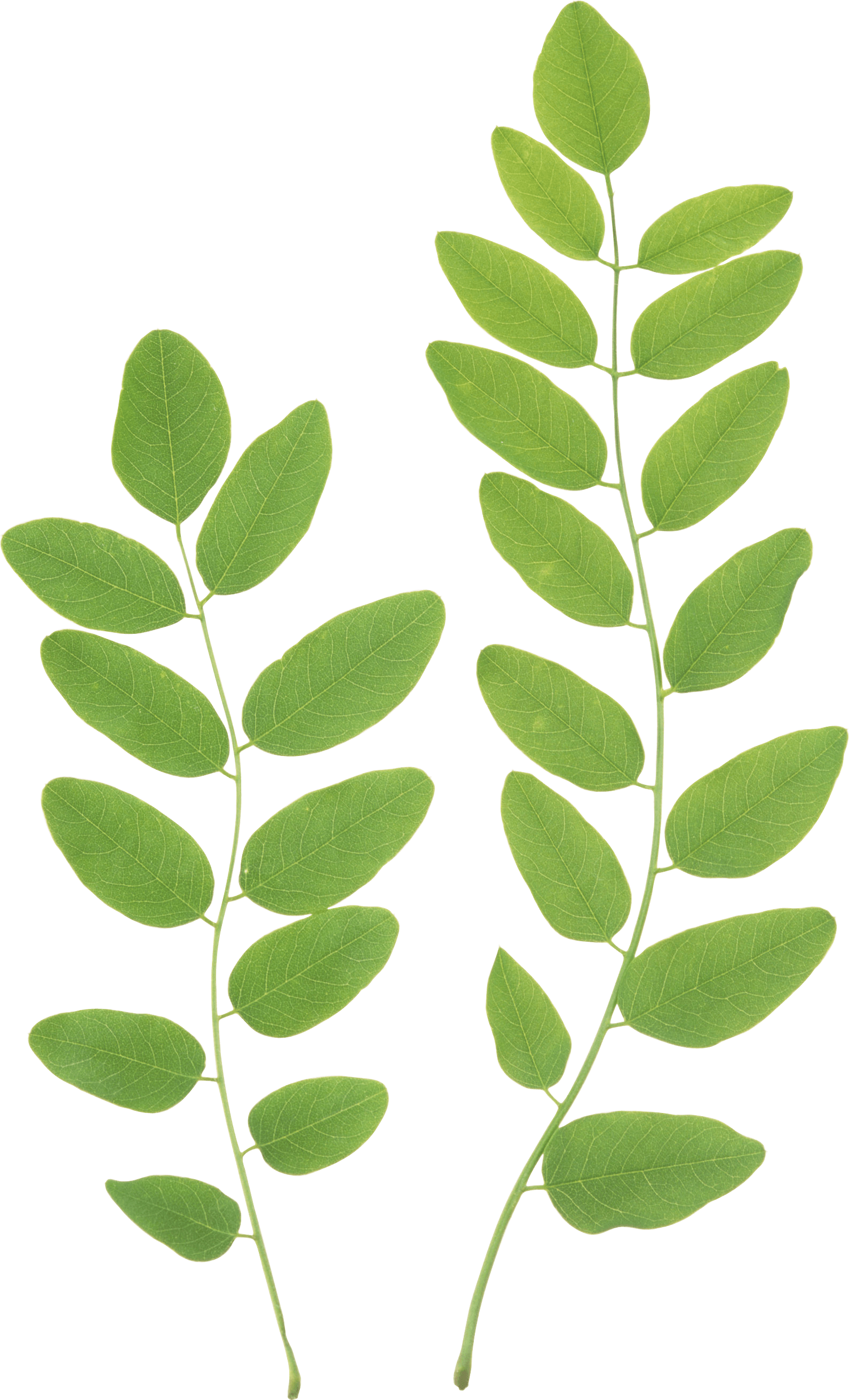 Green Leaves Png Clipart - Green Leaves Transparent Background (1591x2624), Png Download
