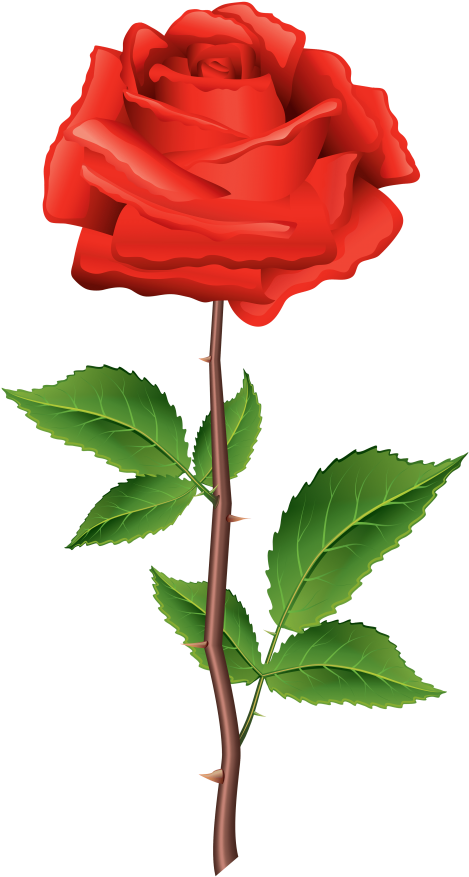 Free Png Stem Red Rose Png Images Transparent - Rose Clipart Png (480x900), Png Download