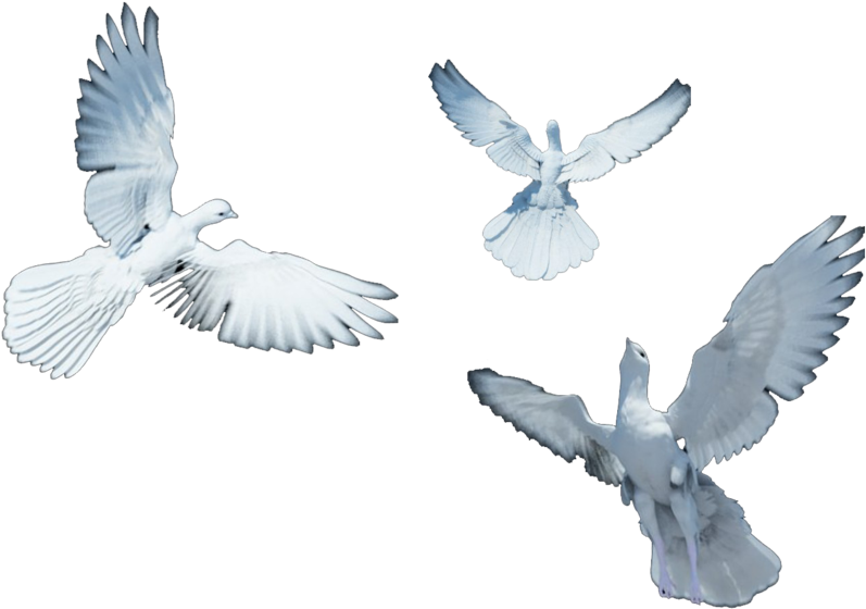 By Darkadathea On Deviantart - Doves Flying Png (900x618), Png Download