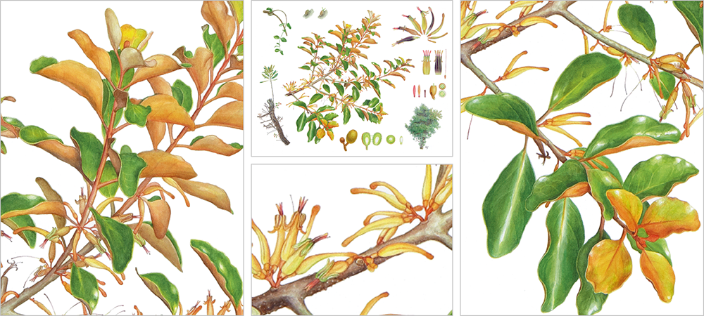 Taxillus Yadoriki , 2014 , Watercolor , 650×530 - Lab Girl (1000x450), Png Download