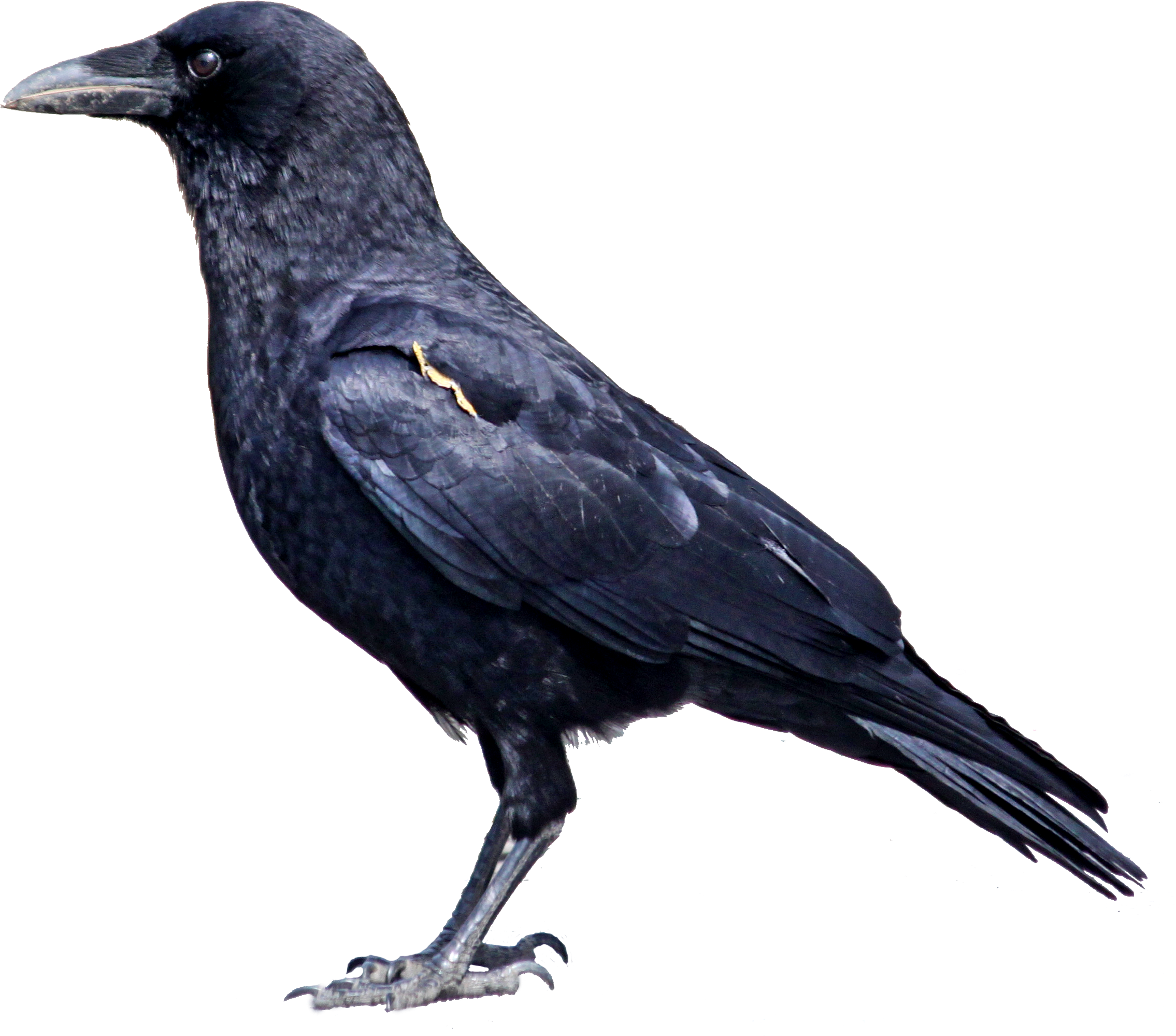 Raven Bird Png Photos - Crow Bird (2340x2052), Png Download