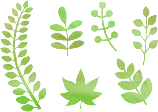 Png Vetor Folhas Naturais (700x490), Png Download