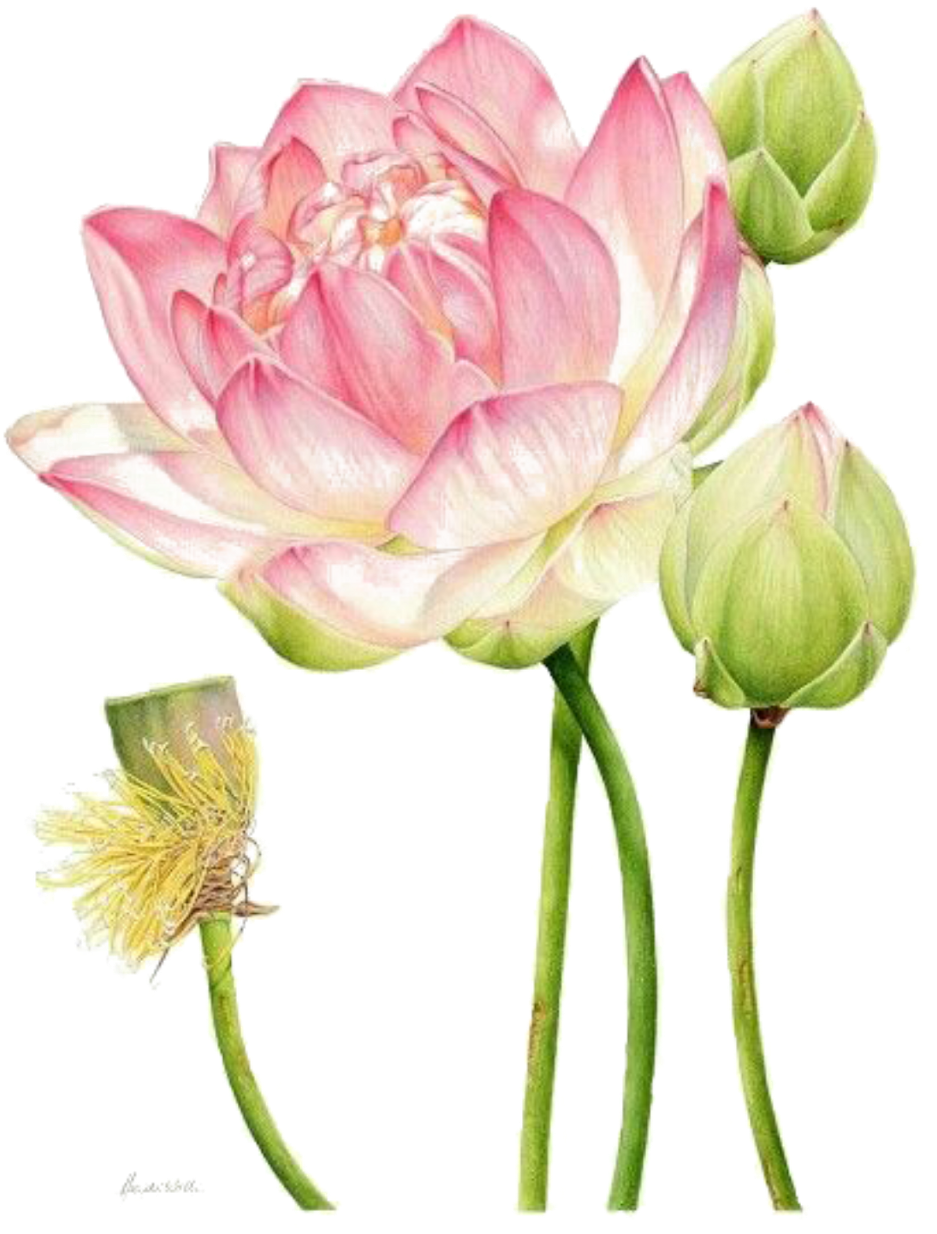 Report Abuse - Botanical Illustration Lotus (1024x1389), Png Download