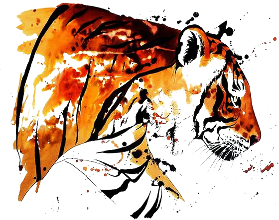 Free Download Bengal Painting Tattoo Transprent Png - Watercolor And Ink Tiger (564x468), Png Download