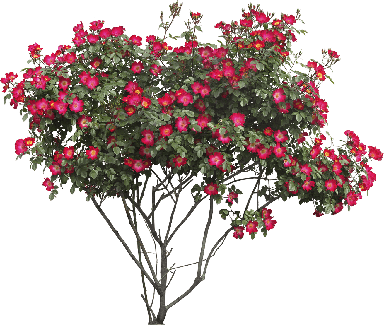 Free Png Bush Png Images Transparent - Flower Tree Png (850x720), Png Download