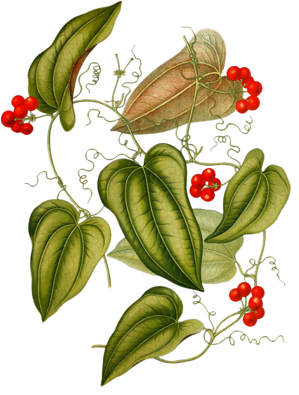 Image Du Blog Zezete2 - Smilax Medica (608x800), Png Download