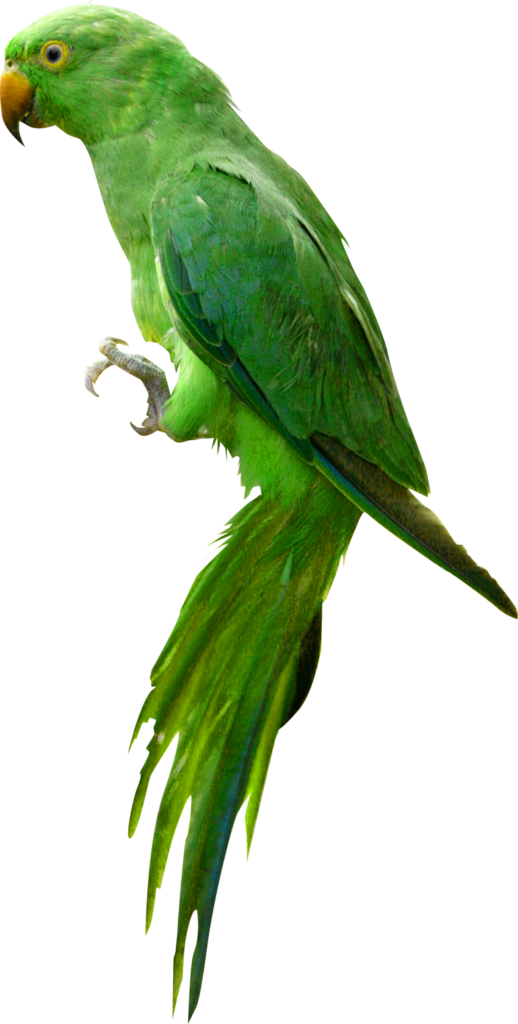Indian Parrot Png Image1 - Parrot Png (518x1024), Png Download