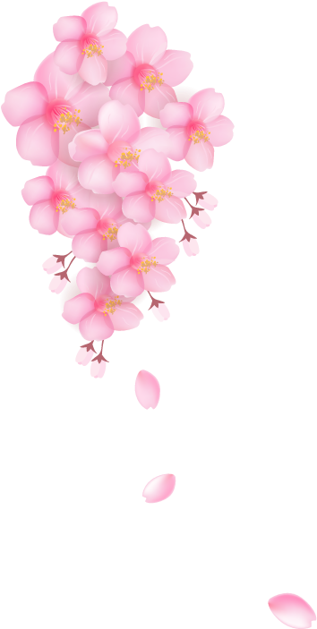 Download Blossom Pink Flowers Transprent Png Free - Cherry Blossom Balloons Png (800x800), Png Download