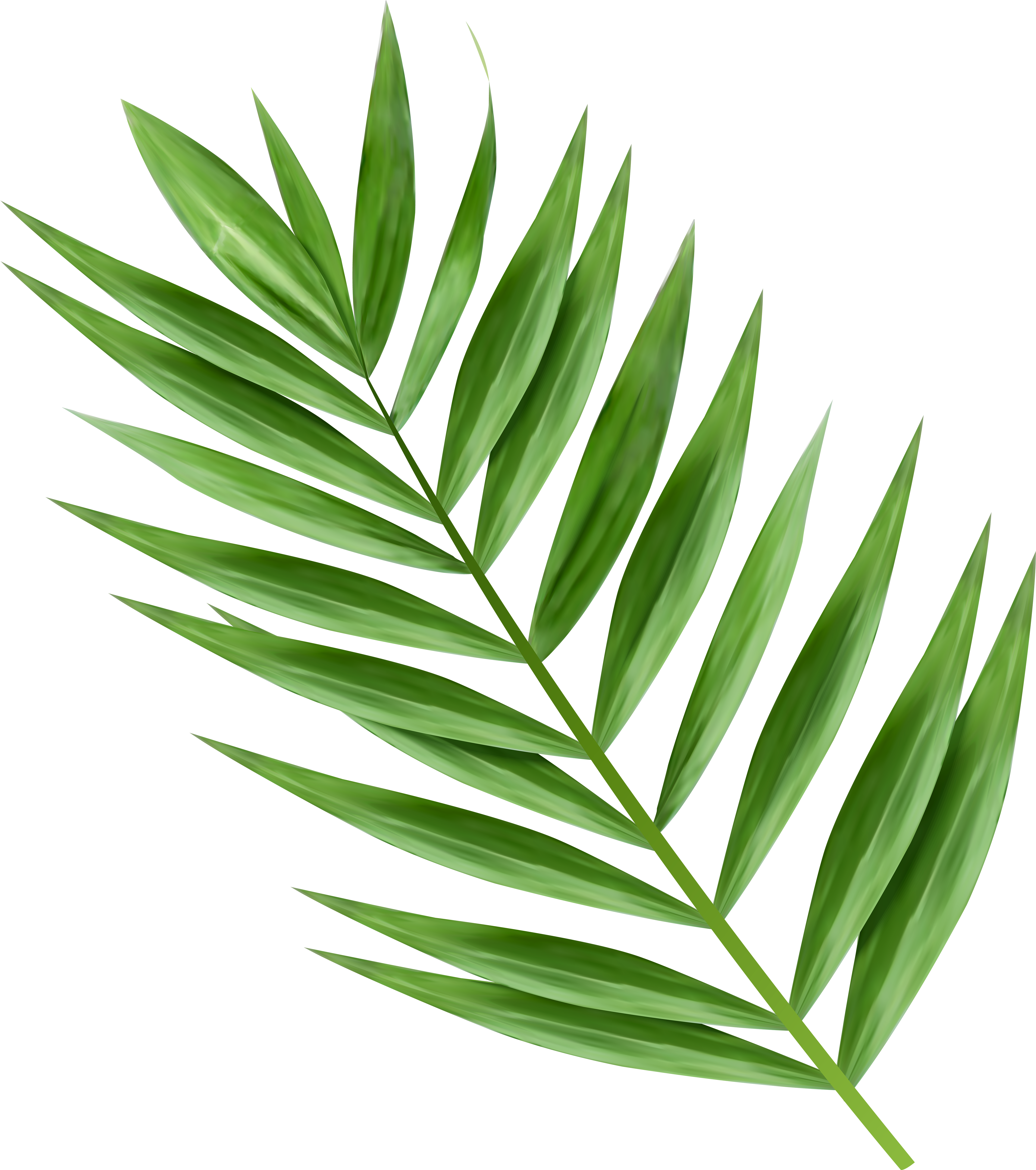 Clip Library Download Image Gallery Yopriceville High - Palm Tree Branch Png Watercolor (5357x6000), Png Download