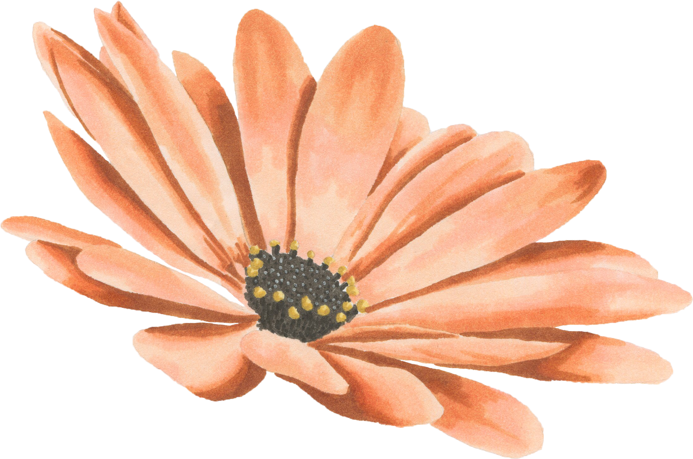 Drawing Watercolor Painting Transvaal Daisy - Flower Drawing Watercolor Png (2434x1691), Png Download