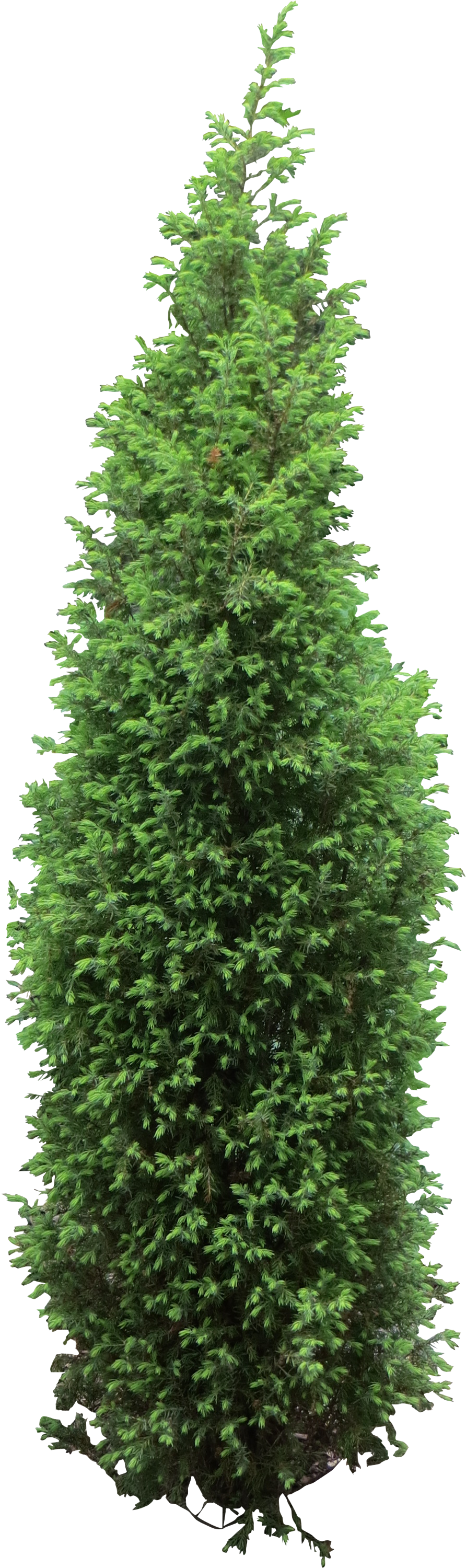 Free Icons Png - Arborvitae Tree Png (3160x3160), Png Download