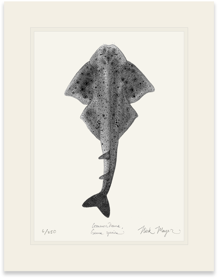 Angel Shark - Shark (862x1023), Png Download