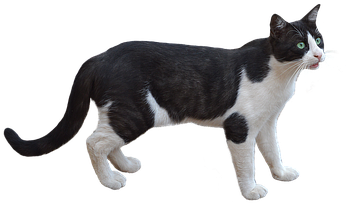 Png, Cat, Pet, Feline, Bottomless - Animales Png (511x340), Png Download