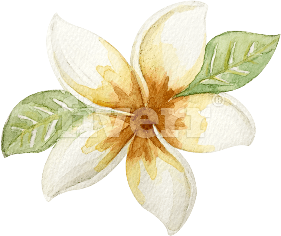 Lily (1200x1200), Png Download