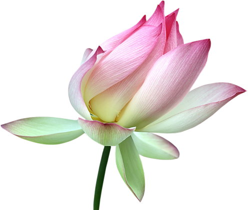 Lotus Png Transparent Image - Lotus Png Transparent (500x420), Png Download