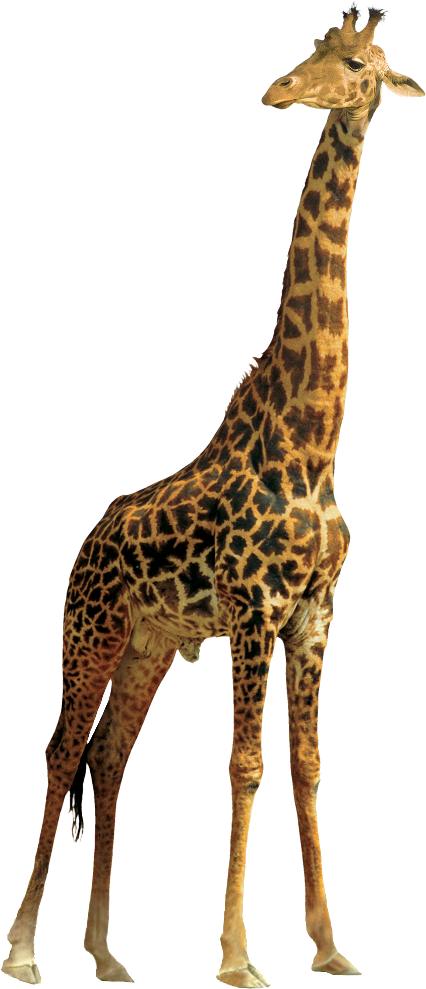 Animals Png Picture Royalty Free Library Giraffe Png Full Size Png Download Seekpng