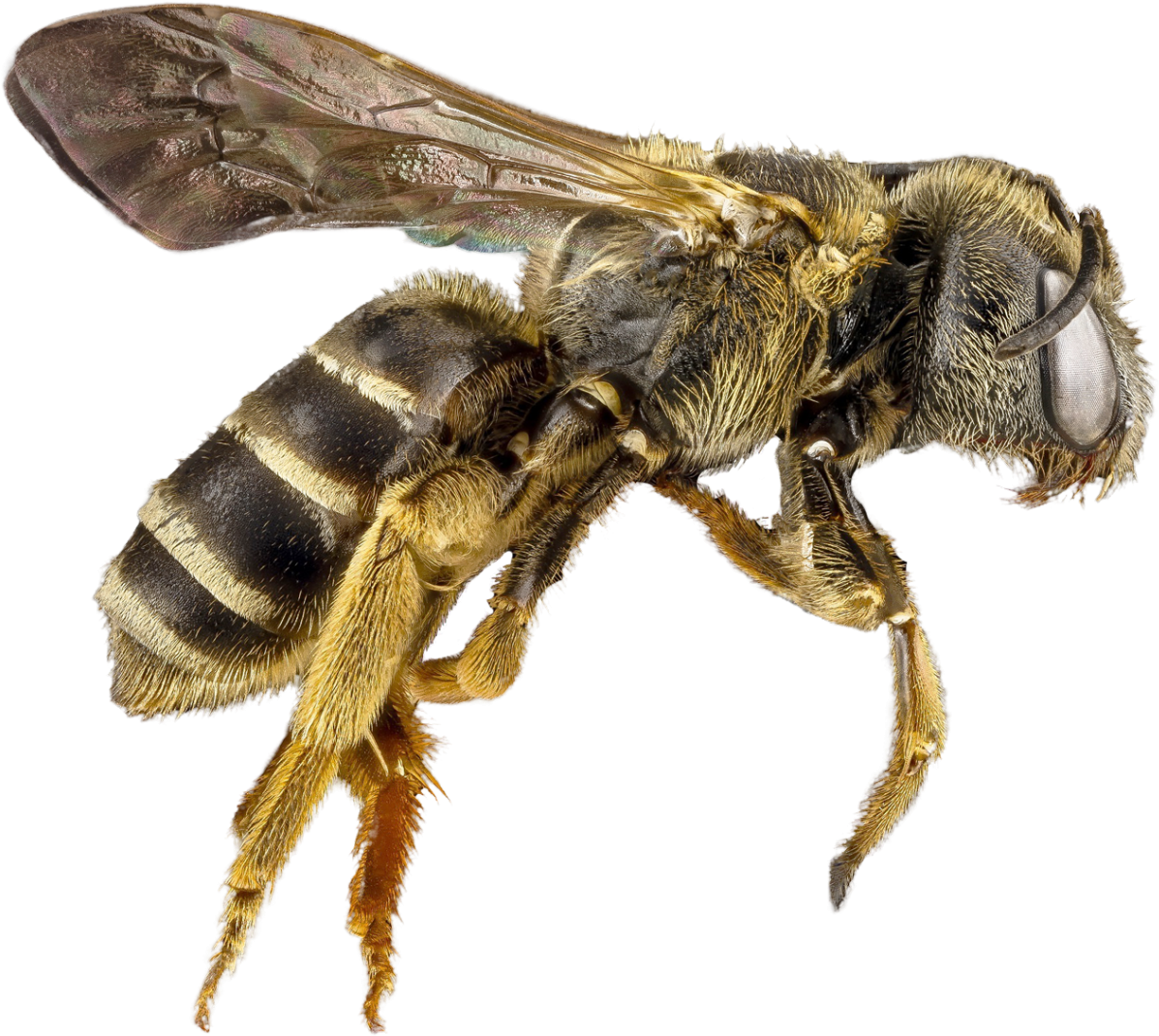Bee Png Transparent Image - Transparent Honey Bee Png (500x450), Png Download