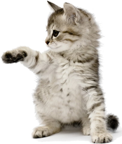 Kitten Grey Png - Grey Kitten Png (410x600), Png Download