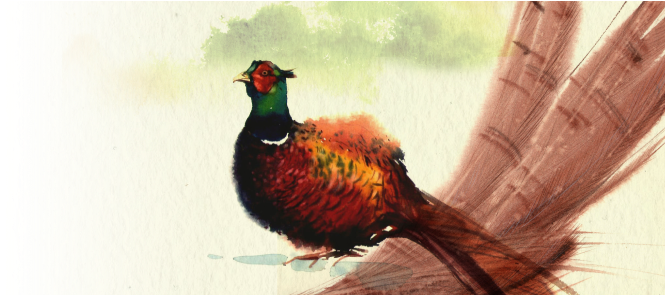 Discover More - Pheasant Watercolour (671x294), Png Download