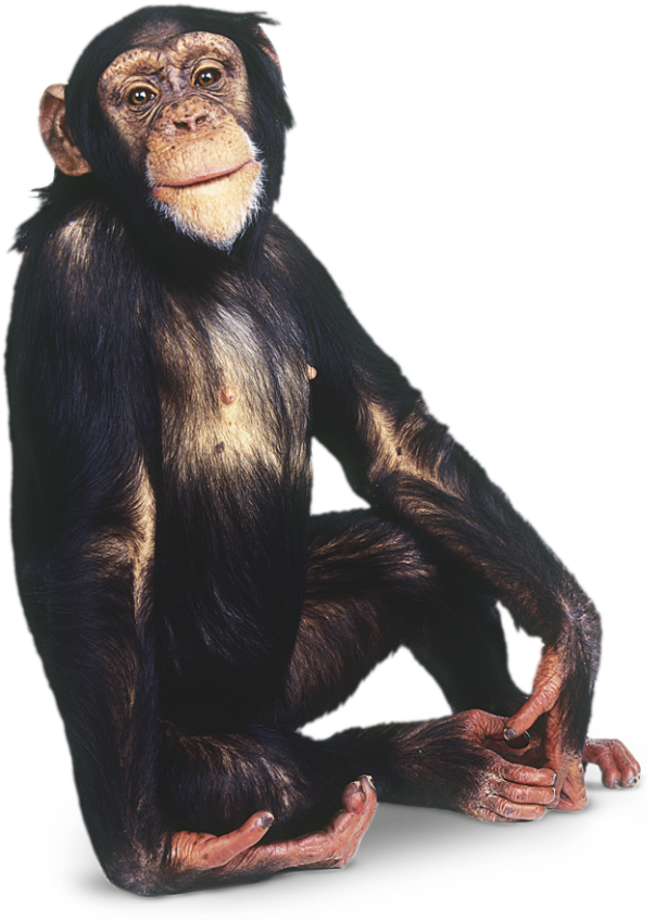 Free Monkey, Animal 2, Chimpanzee, Primates, Animals - Monkey Png (640x860), Png Download