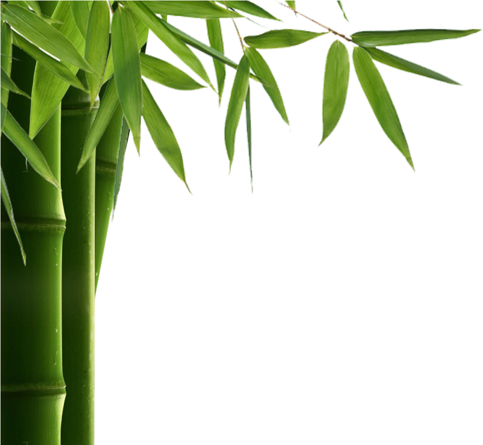 Bamboo Leaf Png Hd Transparent Bamboo Png Full Size Png Download Seekpng