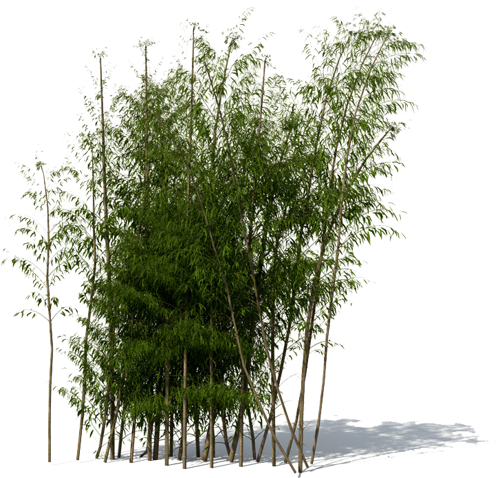 Bamboo Png File - Bamboo Tree 3d Model Free (800x800), Png Download
