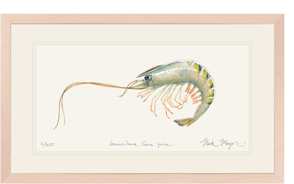 Giant Tiger Shrimp Original Watercolor Painting - Watercolor Painting (1023x664), Png Download