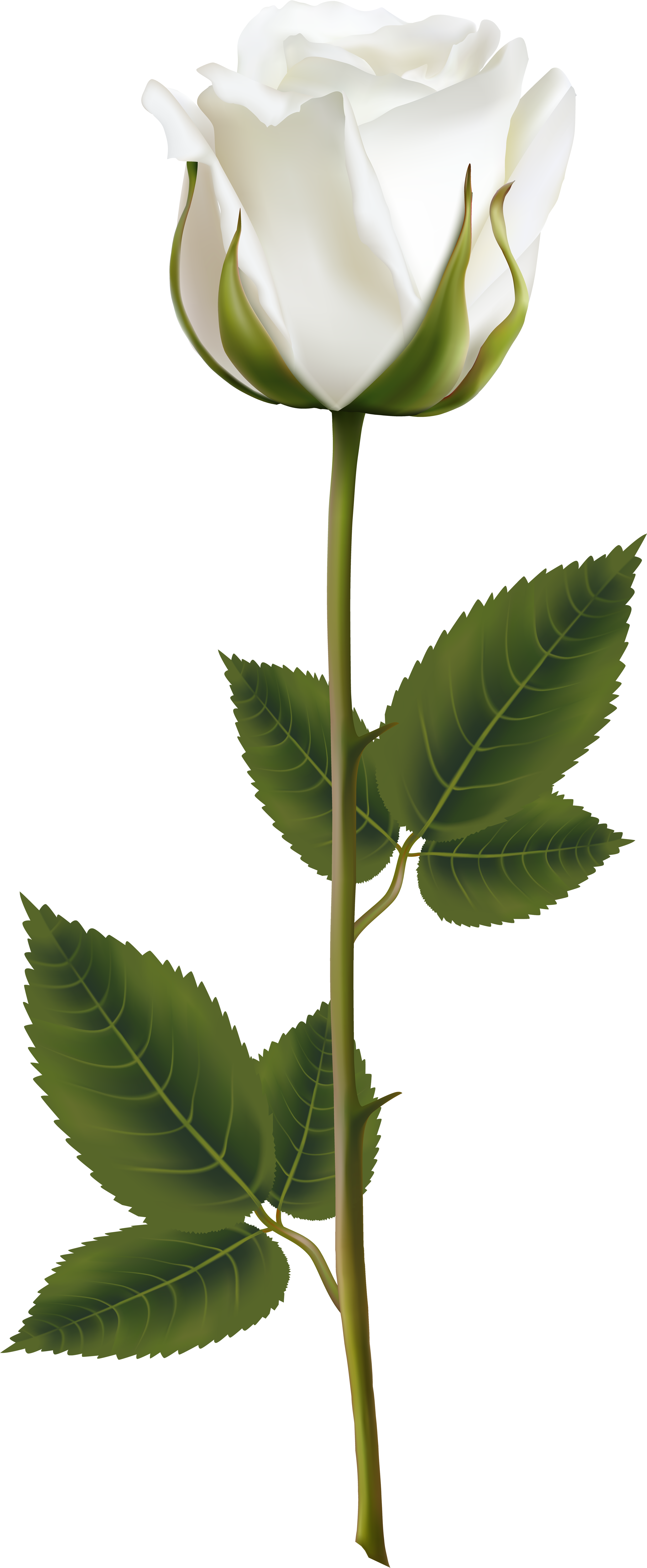 White Flowers, Beautiful Flowers, Yellow Roses, Red - Transparent Background White Rose (3632x8000), Png Download