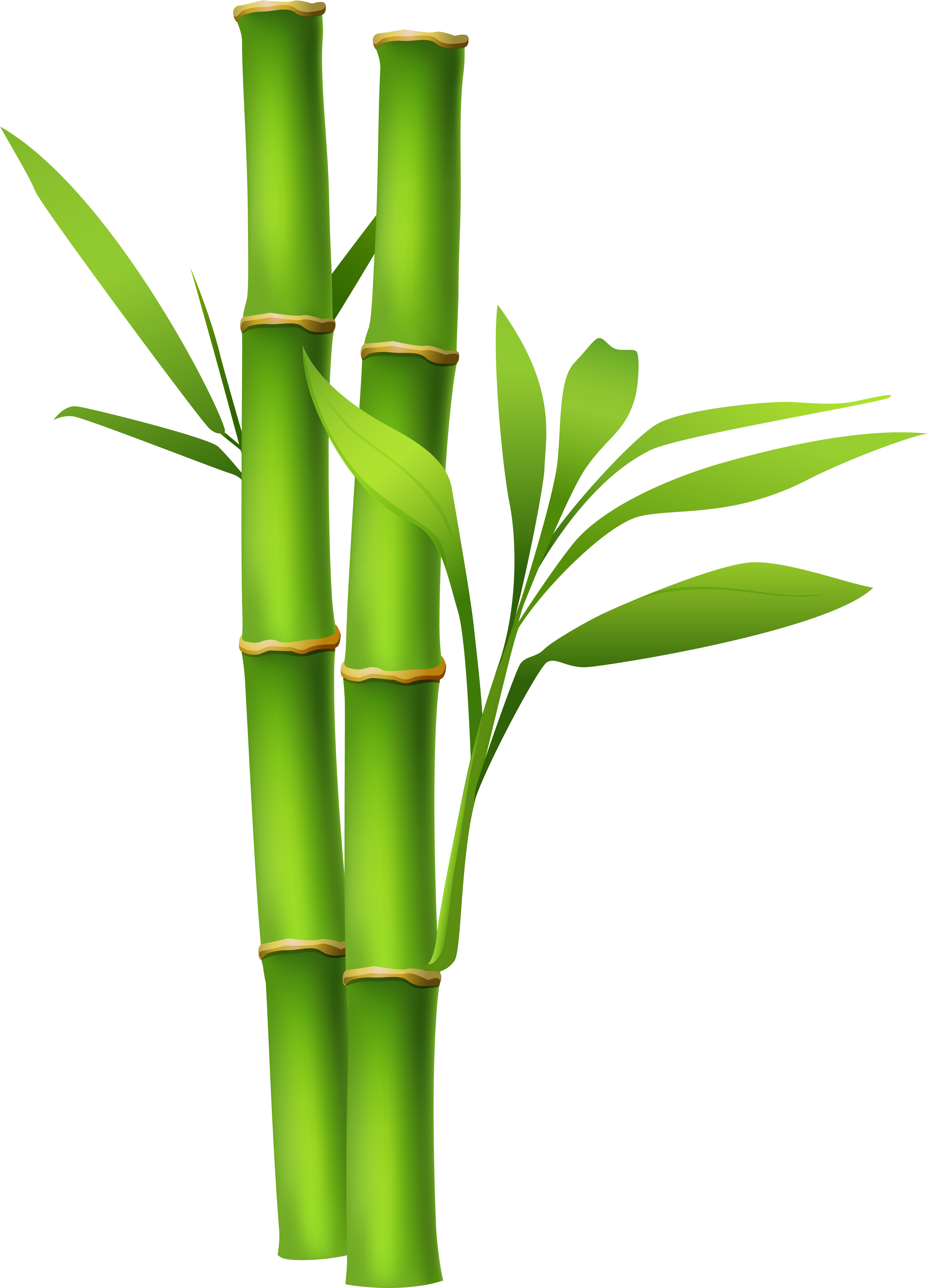 Bamboo Clipart (3849x5302), Png Download
