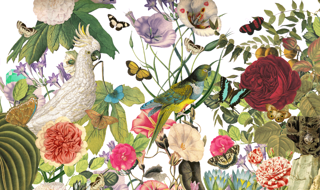 Hundred Birds Toward The Phoenix Png Element - Giclee Painting: Audubon's Audubon: Crow, 61x46in. (1024x609), Png Download