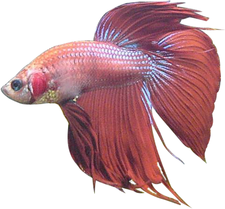 Realistic Fish Clipart - Betta Fish No Background (490x471), Png Download