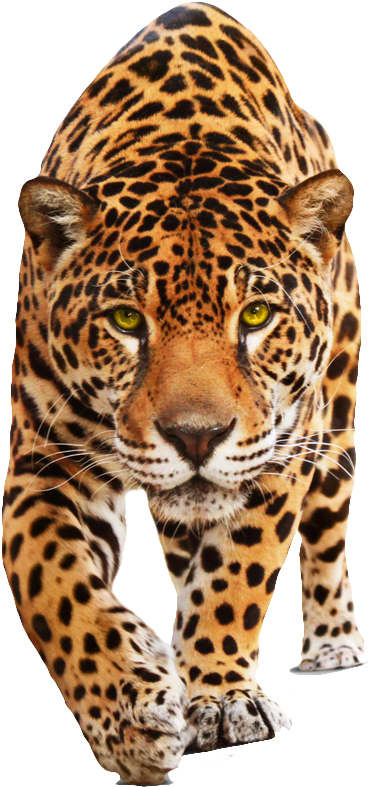 Jaguar Png Hd - Jaguar Png (843x1000), Png Download