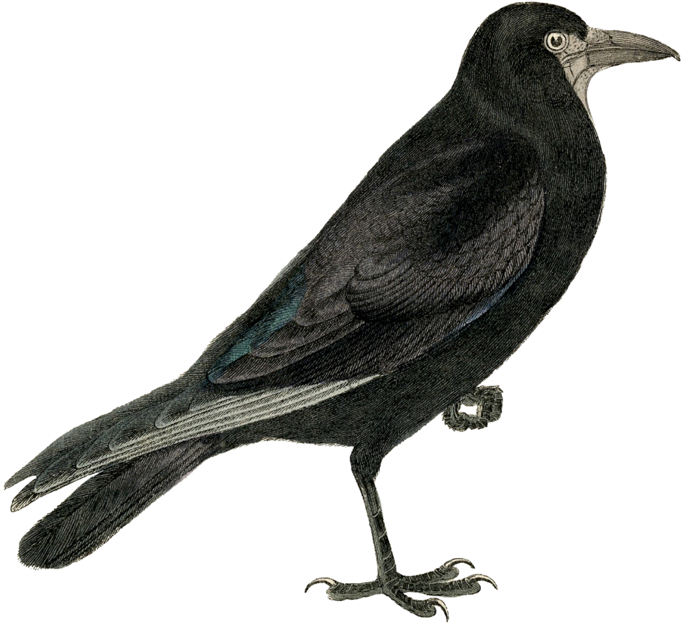 Halloween Crow Vector Free Download Png Image Crow Images Free Download Full Size Png Download Seekpng