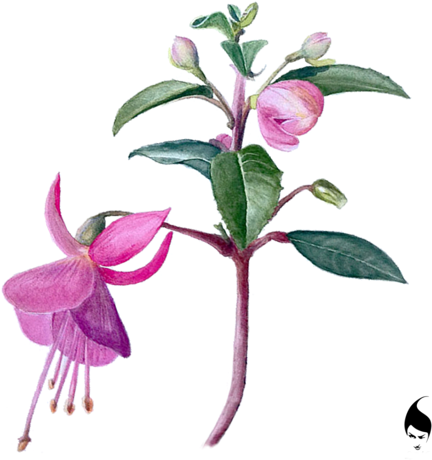 Botanical Watercolor Illustrations - Behance (992x992), Png Download
