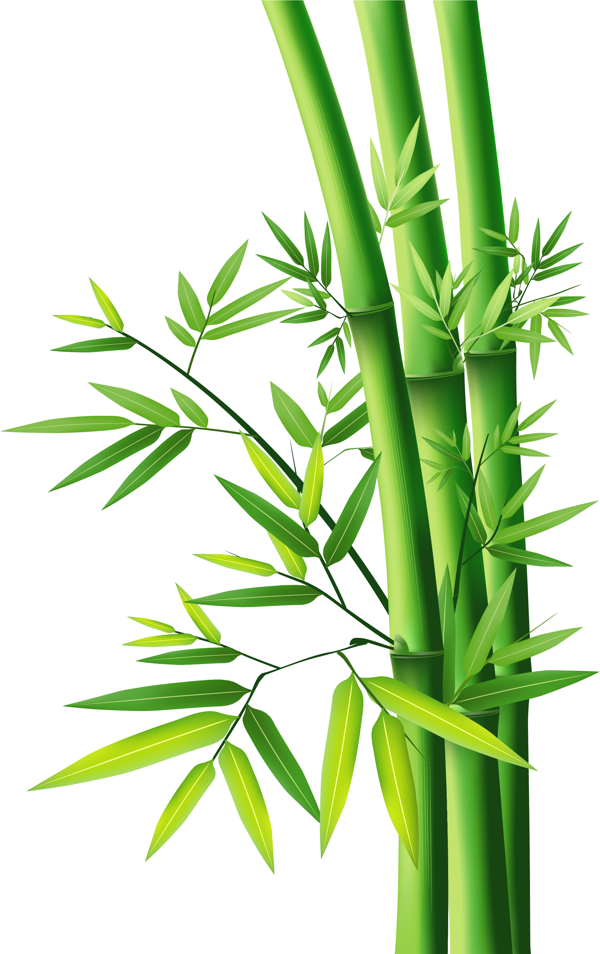 Bamboo Png Tree Full Size Png Download Seekpng