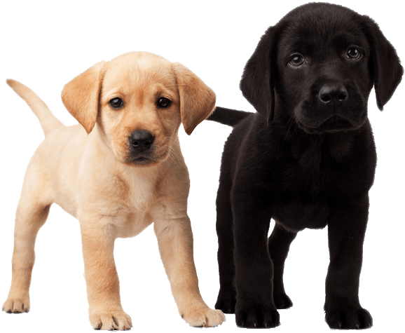 Cute Puppies - Yappy Hour (613x485), Png Download