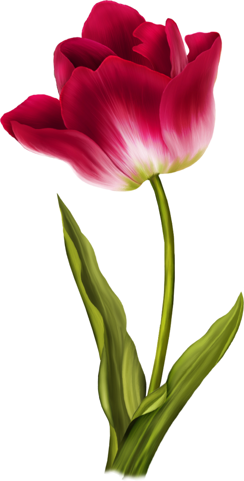 Tulip Png Image - Tulip Png (280x551), Png Download