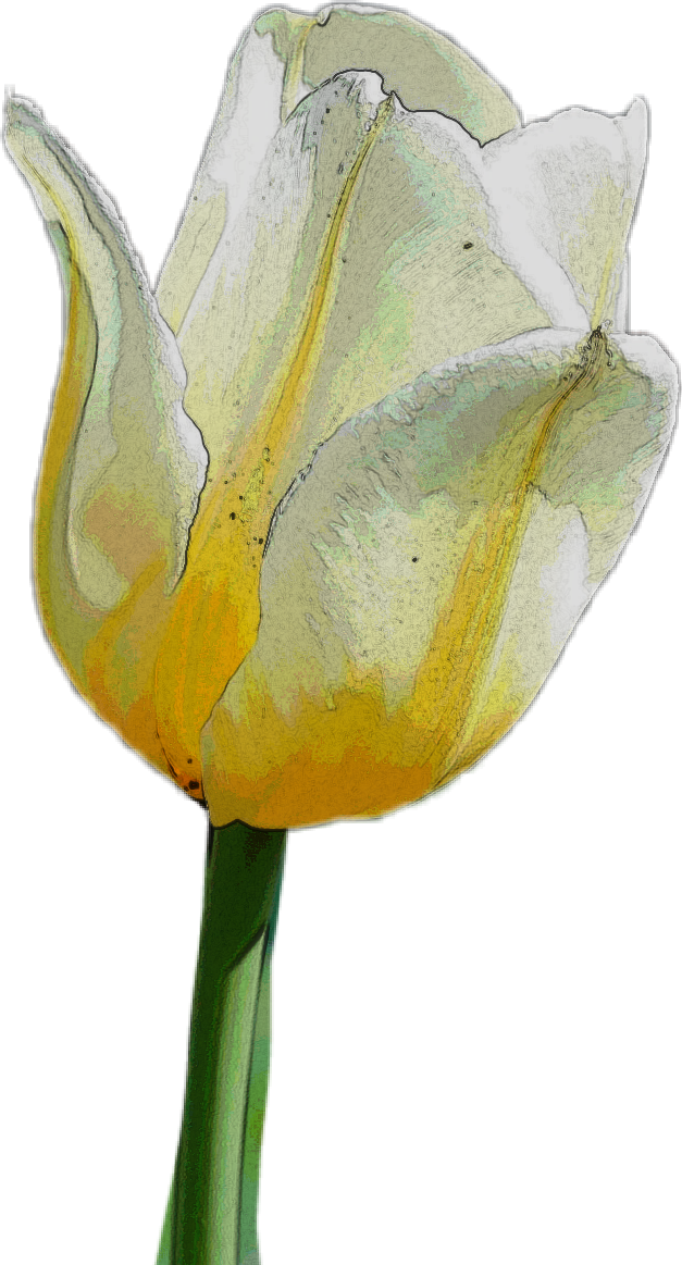 Report Abuse - Sprenger's Tulip (627x1163), Png Download