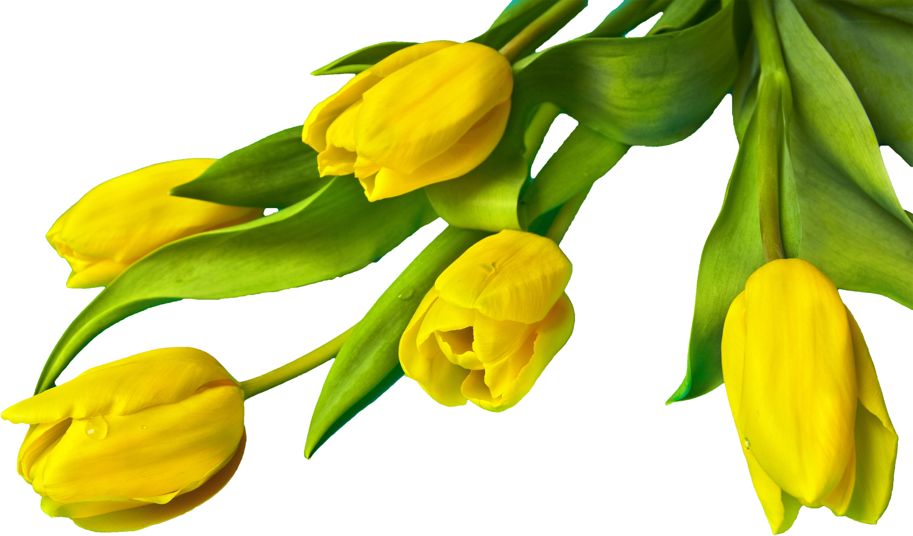 Yellow Tulip Flower Png (3000x1762), Png Download