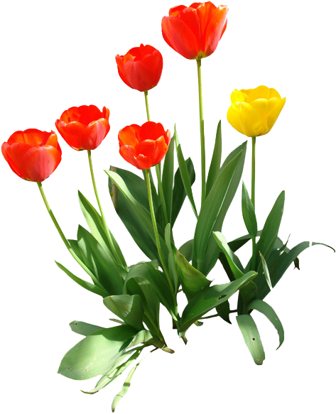 Tulip Png Transparent Image - Tulip Art Png (486x600), Png Download