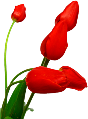 Red 5stemed-group - Family (332x400), Png Download