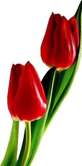 My Current Design Would Include 3 Red Tulips, 2 Butter - Red Tulips (286x578), Png Download